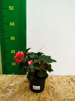 Бегония D10см H25см