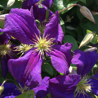 clematis-viticella-polish-spirit