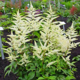 Астильба Арендса Браутшлеер, С1,5