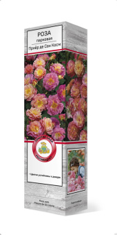 Роза парковая Приёр де Сан Косм