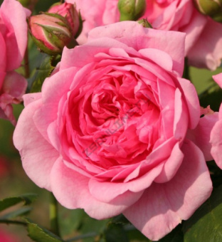 Роза Кордес плетистая Свит Лагуна/ЦКорЛюкс