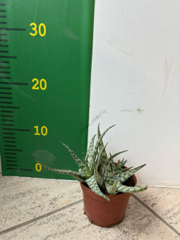 Алое  10/15 см