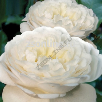 НоменклатураПрисоединенныеФайлы