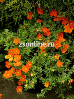 Изображение загружено обработкой по данным файла Excel