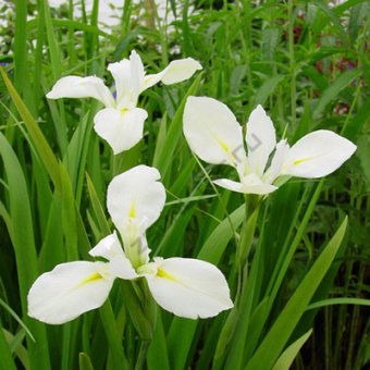 iris_luizian_khye_khayness