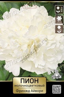 Пион молочноцветковый Фринжд Айвори* 2-3/К