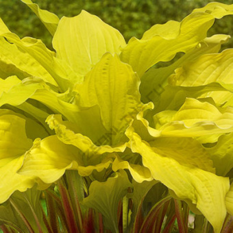 hosta_gibrid_lipstik_blonde