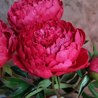 Пион молочноцветковый Авис Варнер 2-3/К