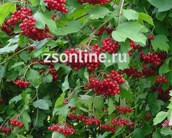 Изображение загружено обработкой по данным файла Excel