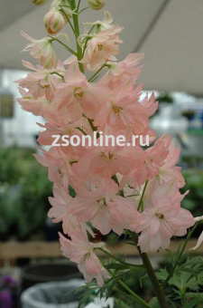 Изображение загружено обработкой по данным файла Excel