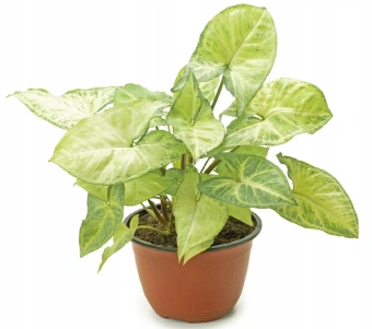 Сингониум *В D12