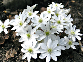 Печеночница азиатская