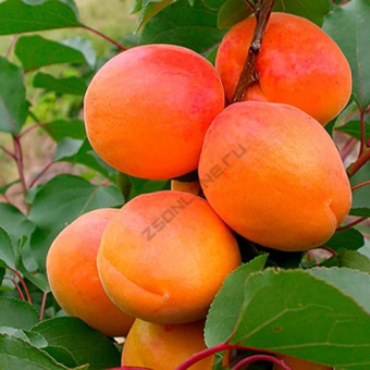 Абрикос Водолей/ЦКор