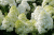 Гортензия метельчатая `Полар Бир`,Hydrangea paniculata`Polae BearBobo` (30-40, C5,V) Гортензия метельчатая `Полар Бир`,Hydrangea paniculata`Polae BearBobo` (30-40, C5,V)