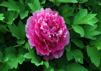 6336af1912fe44d2015f5d039df2c908