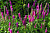 Вероника колосковая Rotfuchs, розово-красный, С 3, 35 см