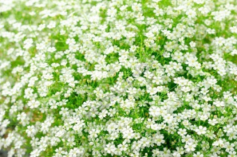 Гипсофила ползучая Филоу Вайт/К