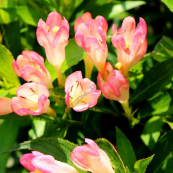 Вейгела Олл Саммер Пич, Weigela All Summer Peach, 7,5 л, 30-40 см