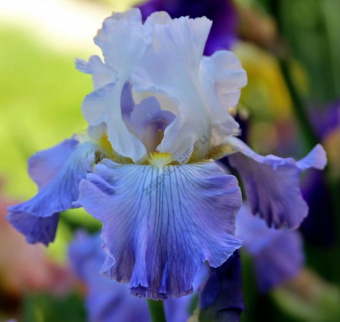 iris-karlikovyiy-bey-rafflz