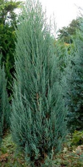 bluearrow