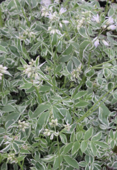 Синюха ползучая Touch of Class