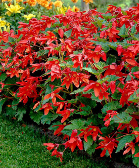 Бегония Bertini 1шт