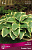 Хоста гибридная Бордер Стрит (листья зелёные с белой каймой, 1шт, I)
