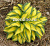 Хоста гибридная Римэмбэ Ми(листья стреловидные,центр ярко-желтов.-белый,кайма зеленая)