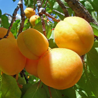 Абрикос Десертный