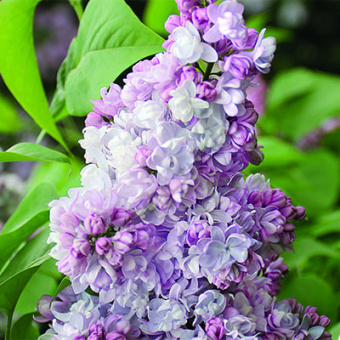 Сирень обыкновенная Московский университет/ЦКор