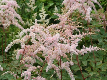 Астильба Тунберга Моерхейм, С3