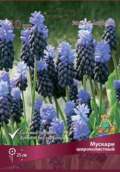 Мускари широколистный 6-7/К 10шт