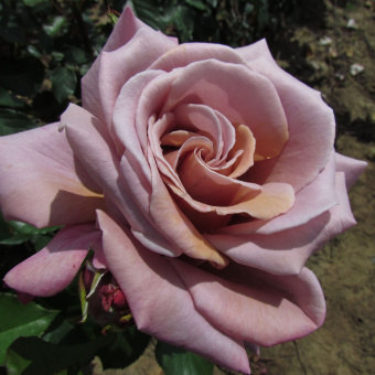 Роза чайно-гибридная Симпли Горджес/ЦКор