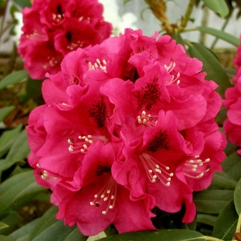 Рододендрон гибридный Мешко/ЦКор