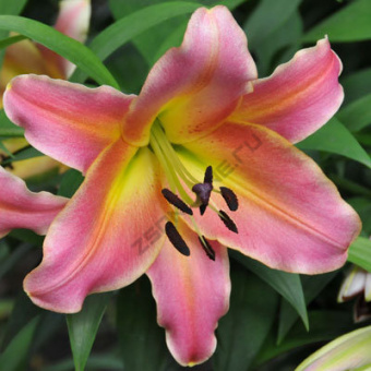 Лилия ОТ-Гибрид Он Стейдж