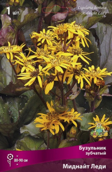 buzulnik_zubchaty_midnight_lady_kaper