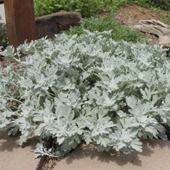 Полынь Стеллера *В