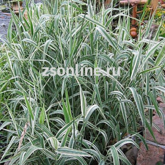 Изображение загружено обработкой по данным файла Excel