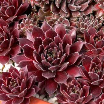 Молодило Отелло (Р9) (розетки крупные, пурпурные)