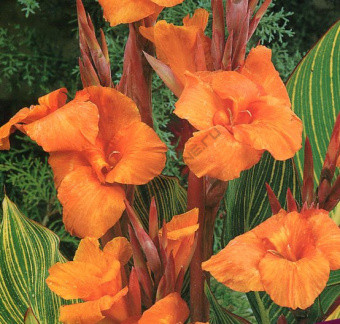 Канна пестролистная Голд Адер