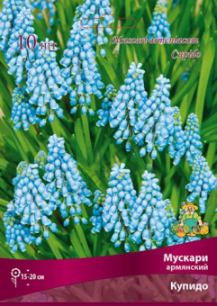 Мускари армянский Купидо 7-8/К 10шт