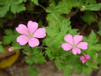 Герань Эндрюса