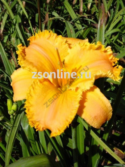 Изображение загружено обработкой по данным файла Excel