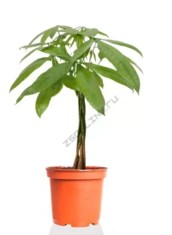 Пахира Акватика на штамбе D21см H-70 см