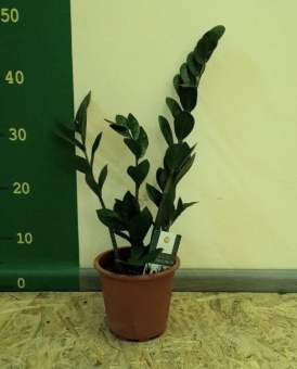 Замиокулькас D15 H55 см