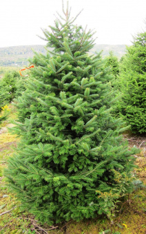 Пихта бальзамическая Abies balsamea, в горшке 3л