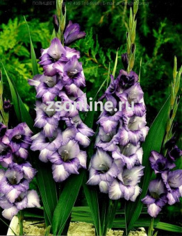 Изображение загружено обработкой по данным файла Excel