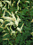 Волжанка кокорышелистная белая, Arunkus аesthusfolius, 2 л, 25 см