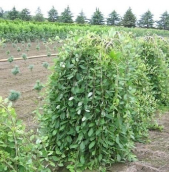 Ива козья Кильмарнок