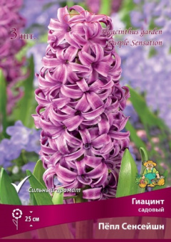 Гиацинт Садовый Пёпл Сенсейшн 15-16/К 3шт
